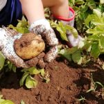 保育園での食育：子どもの健やかな成長を育む方法